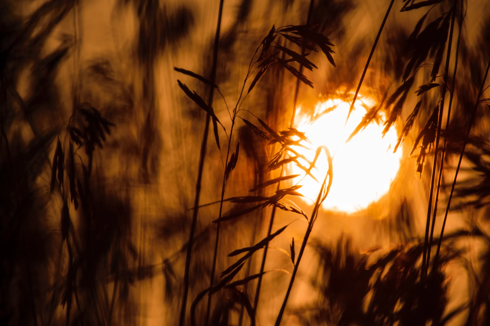 Susurrus, wild grass, Wisconsin. 2018.